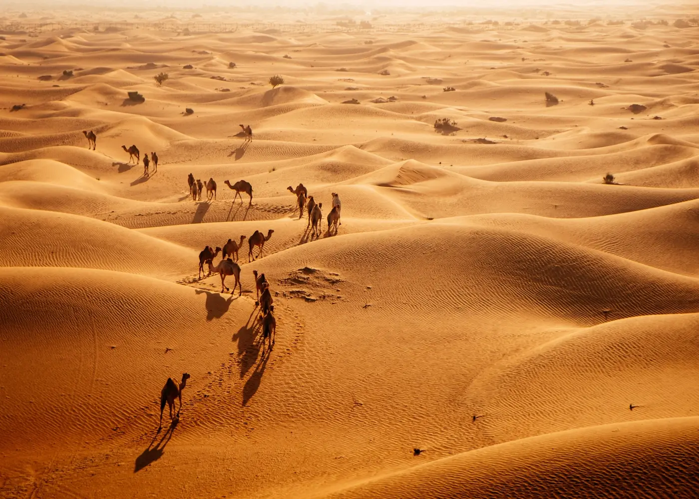 قطيع إبل في الصحراء